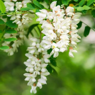 Robinia pseudoacacia