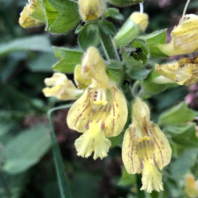 Salvia glutinosa