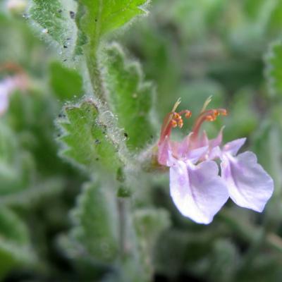 Teucrium scordium