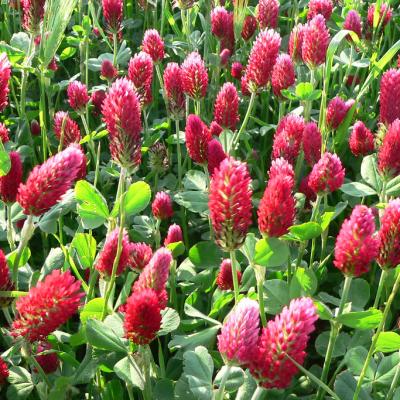 Trifolium incarnatum