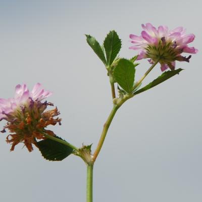 Trifolium resupinatum