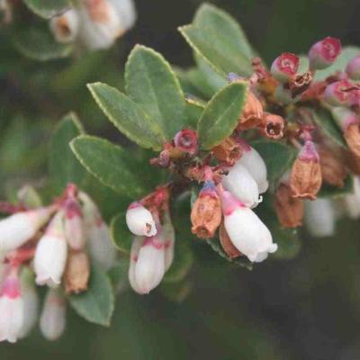 Vaccinium Floribundum