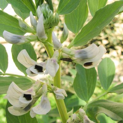 Vicia faba