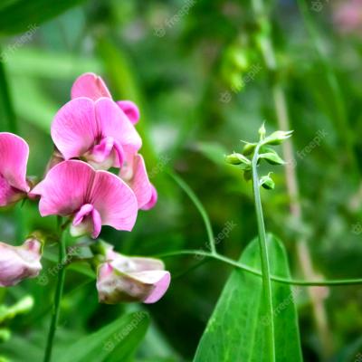 Lathyrus sylvestris