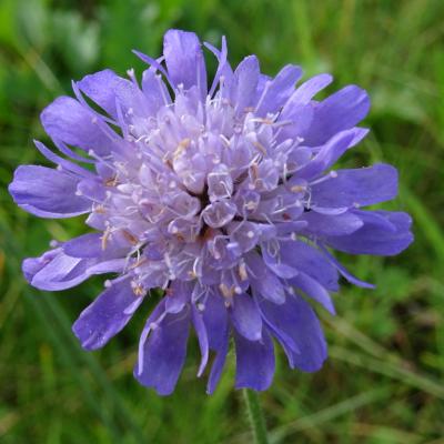 Scabiosa triandra