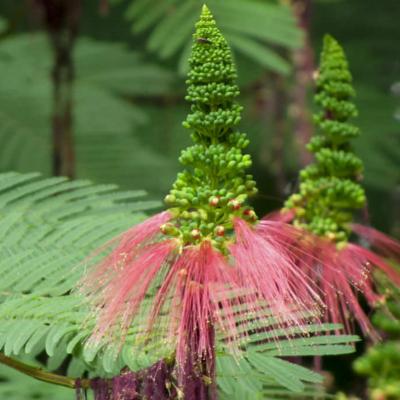 Calliandra calothyrsus