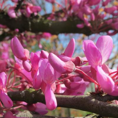 Cercis siliquastrum