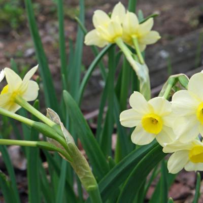 Narcissus tazetta
