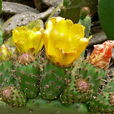 Opuntia ficus-indica
