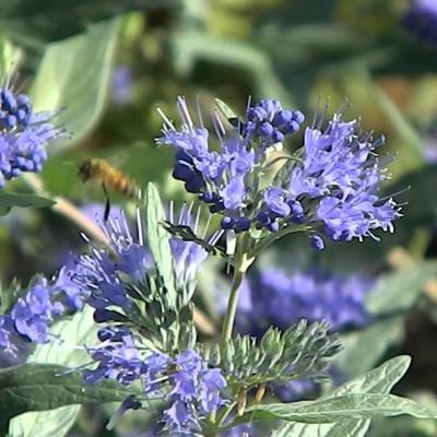 Caryopteris clandonensis