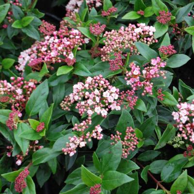 Viburnum