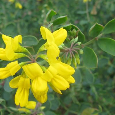 Coronilla valentina