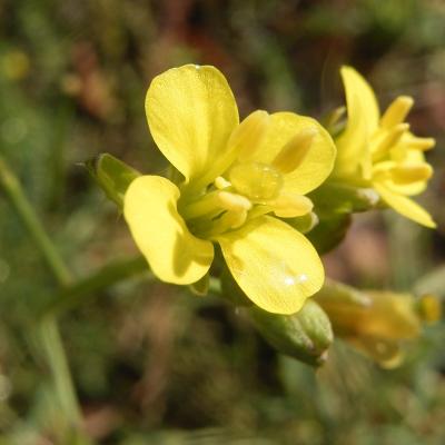 Diplotaxis tenuifolia