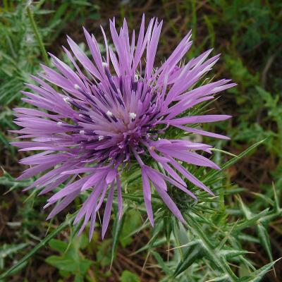 Galactites tomentosa