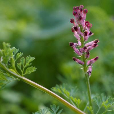 Fumaria officinalis