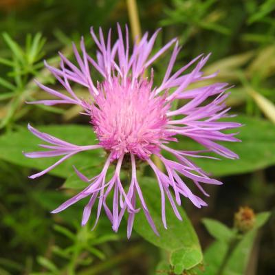 Centaurea jacea
