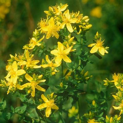 Hypericum perfoliatum