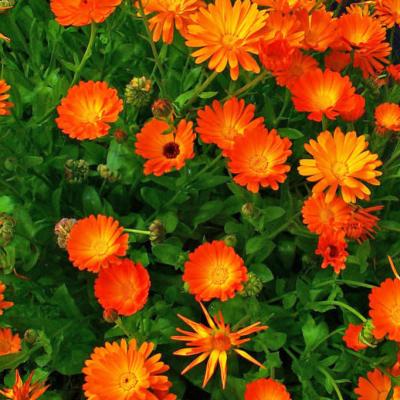 Calendula officinalis