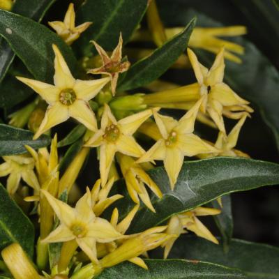 Cestrum parqui