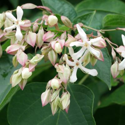 Clerodendrum trichotomum
