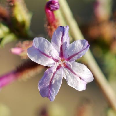 Plumbago europaea
