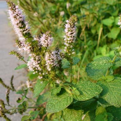 Mentha suaveolens