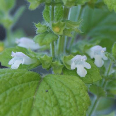 Melissa officinalis