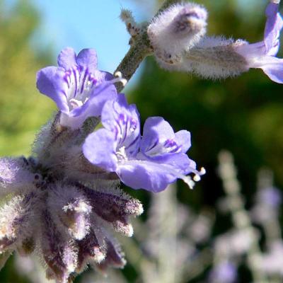 Perovskia atriplicifolia