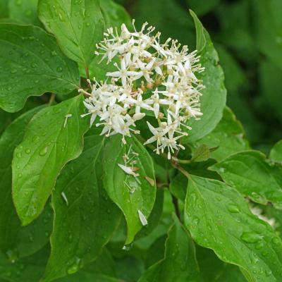 Cornus sanguinea