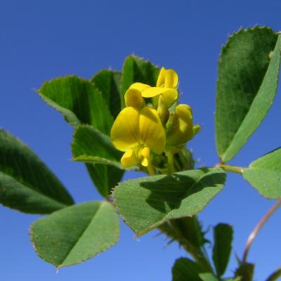 Medicago polymorpha