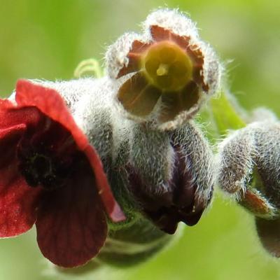Cynoglossum officinale