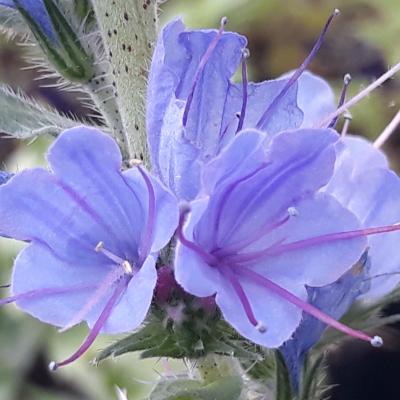 Echium vulgare