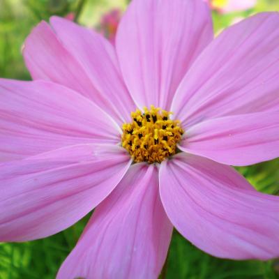 Cosmos Bipinnatus