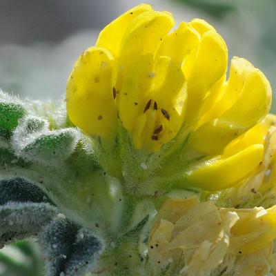 Medicago marina