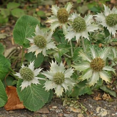 Eryngium giganteum