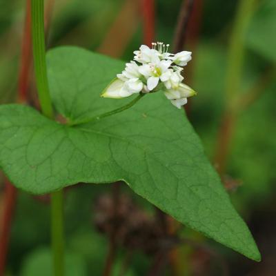 Fagopyrum esculentum