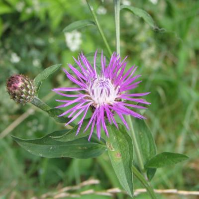 Centaurea nigrescens