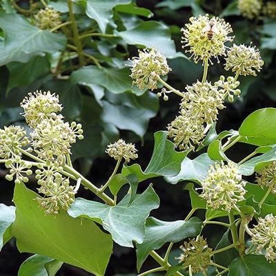 Hedera helix