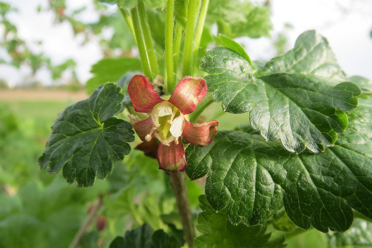 Ribes uva-crispa