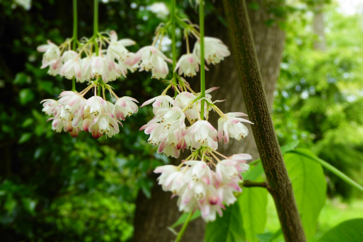 Staphylea pinnata