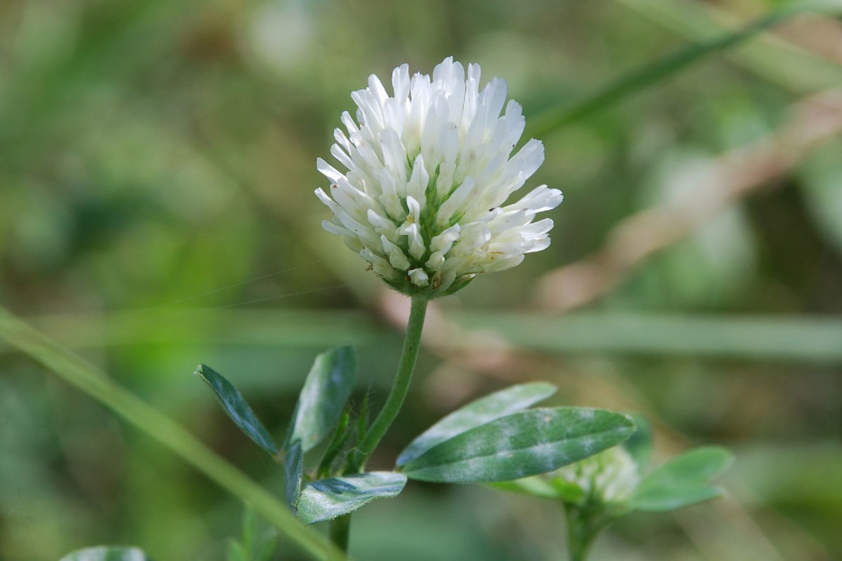 Trifolium alessandrino