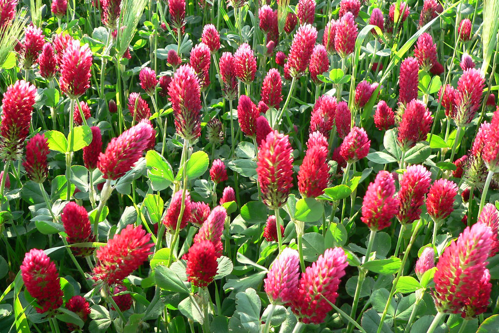 Trifolium incarnatum