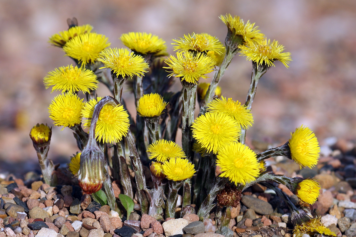 Tussilago farfara