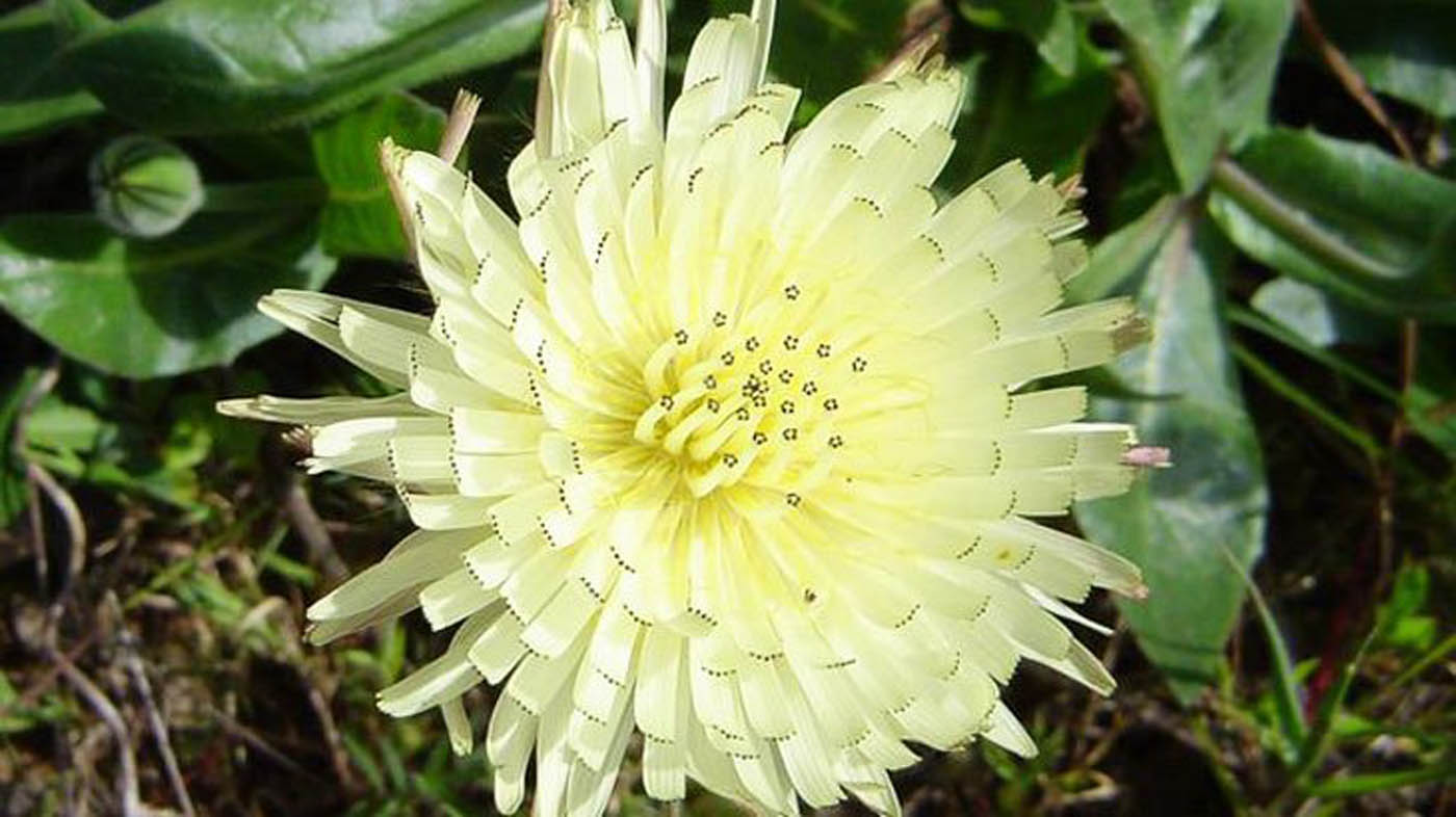 Urospermum dalechampii