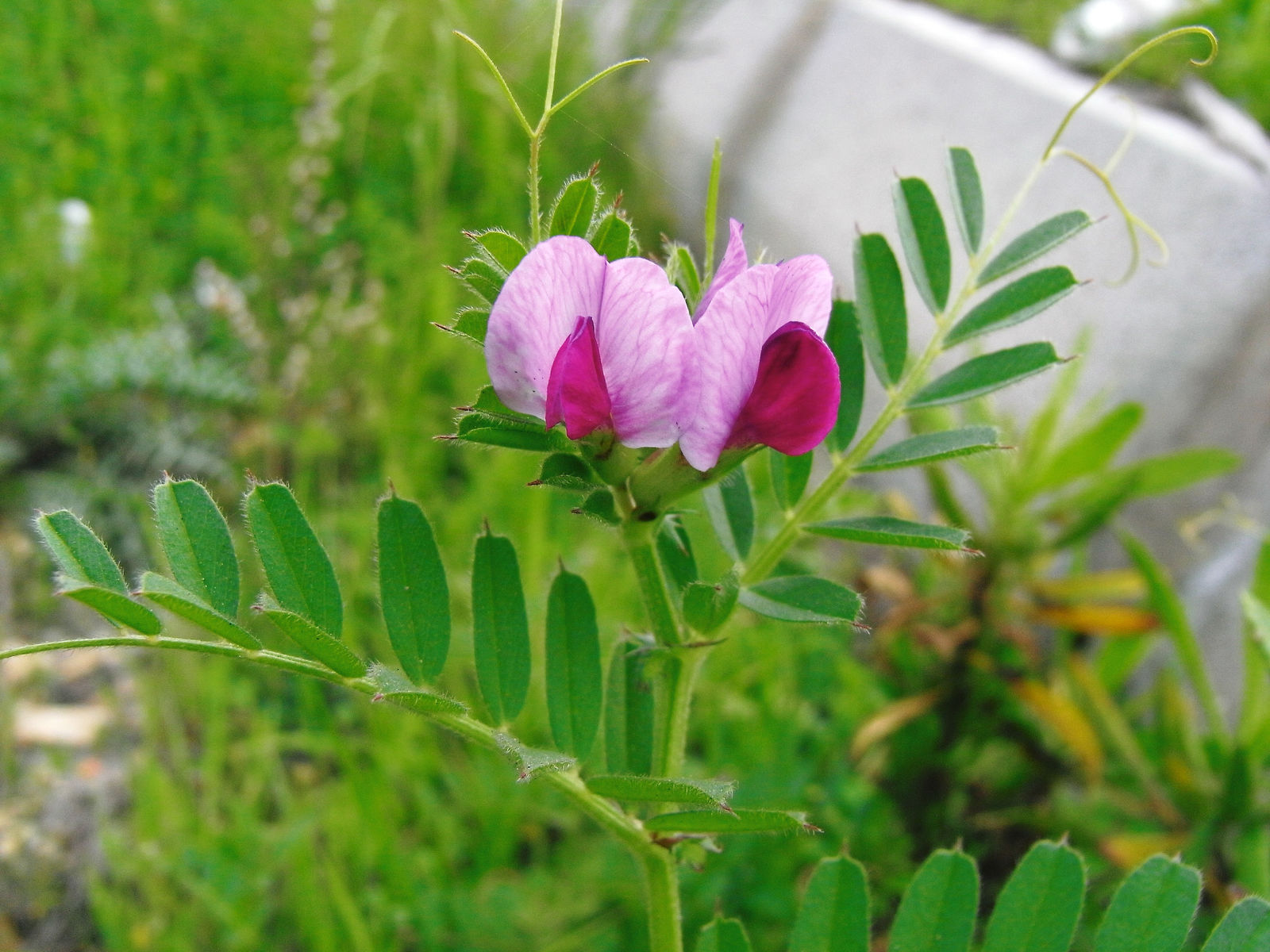 Vicia sativa